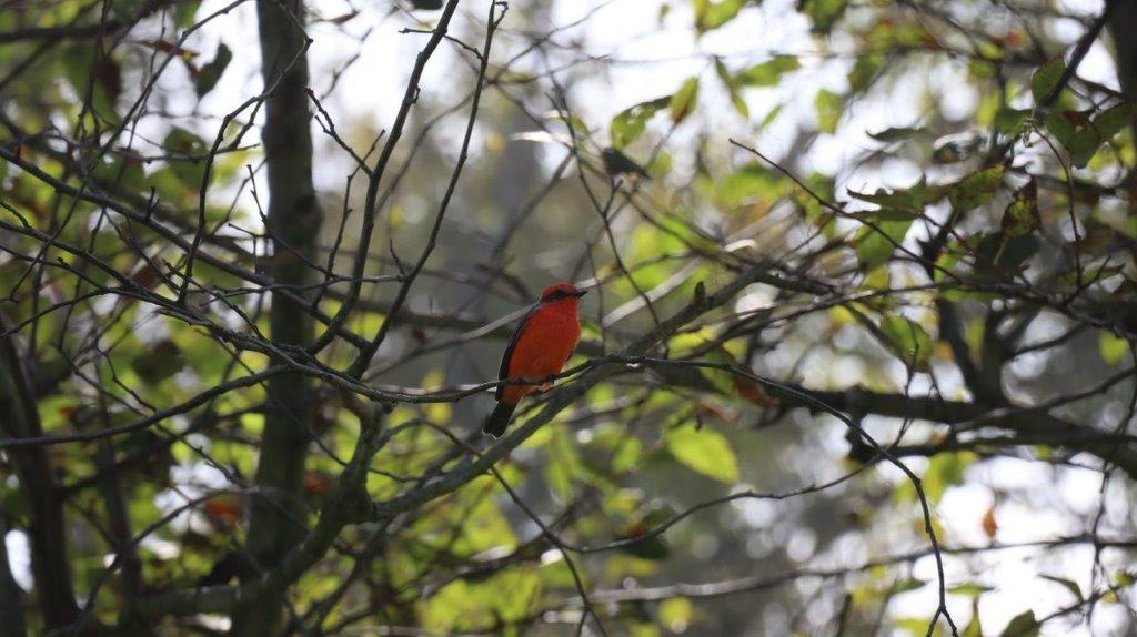 A red bird sitting on a tree branch

Description automatically generated