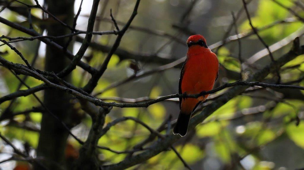 A red bird on a branch

Description automatically generated