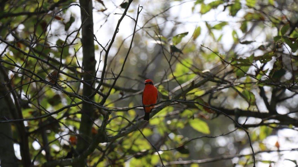 A bird sitting on a tree branch

Description automatically generated