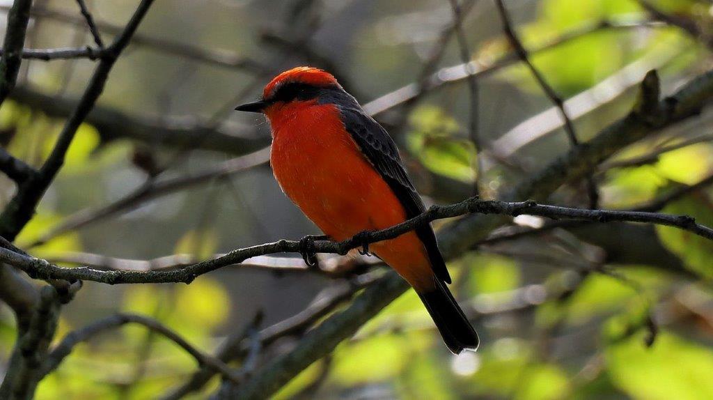 A bird sitting on a branch

Description automatically generated