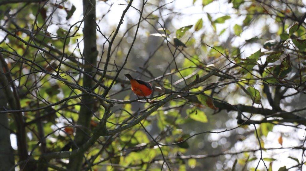 A bird sitting on a tree branch

Description automatically generated