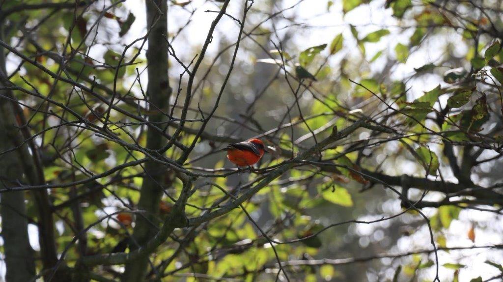 A bird sitting on a tree branch

Description automatically generated