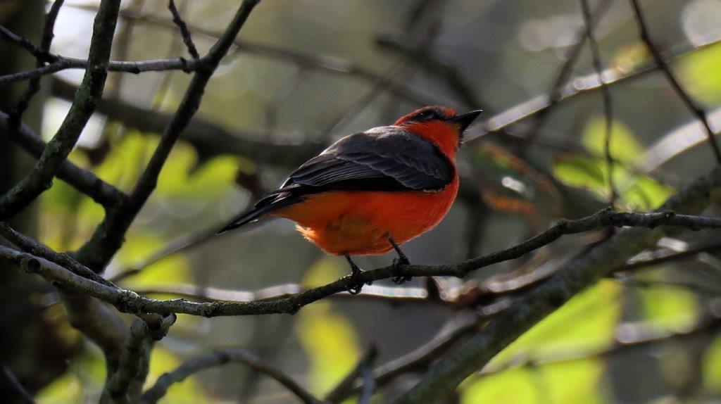 A bird sitting on a branch

Description automatically generated