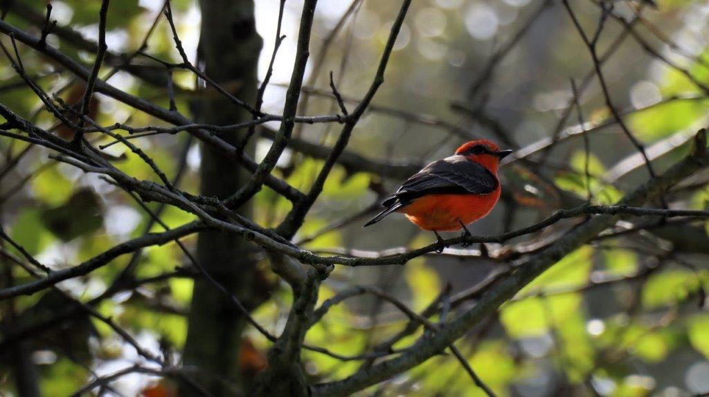 A bird sitting on a tree branch

Description automatically generated