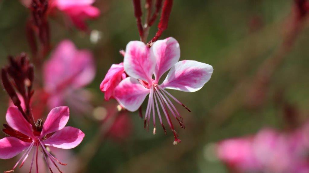 A close-up of a flower

Description automatically generated