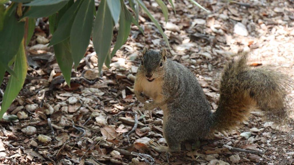 A squirrel standing on its hind legs

Description automatically generated