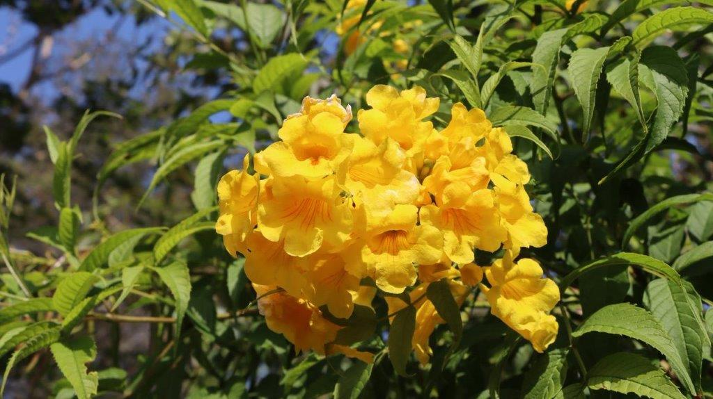 A yellow flowers on a tree

Description automatically generated