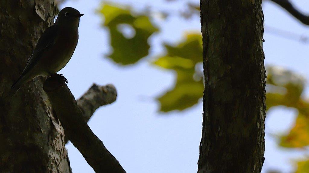 A bird perched on a tree branch

Description automatically generated