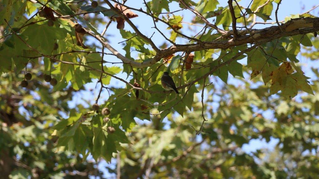 A bird on a tree branch

Description automatically generated