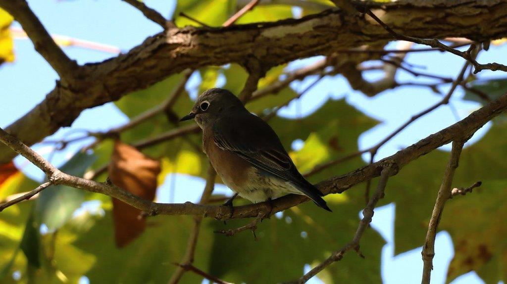 A bird on a branch

Description automatically generated