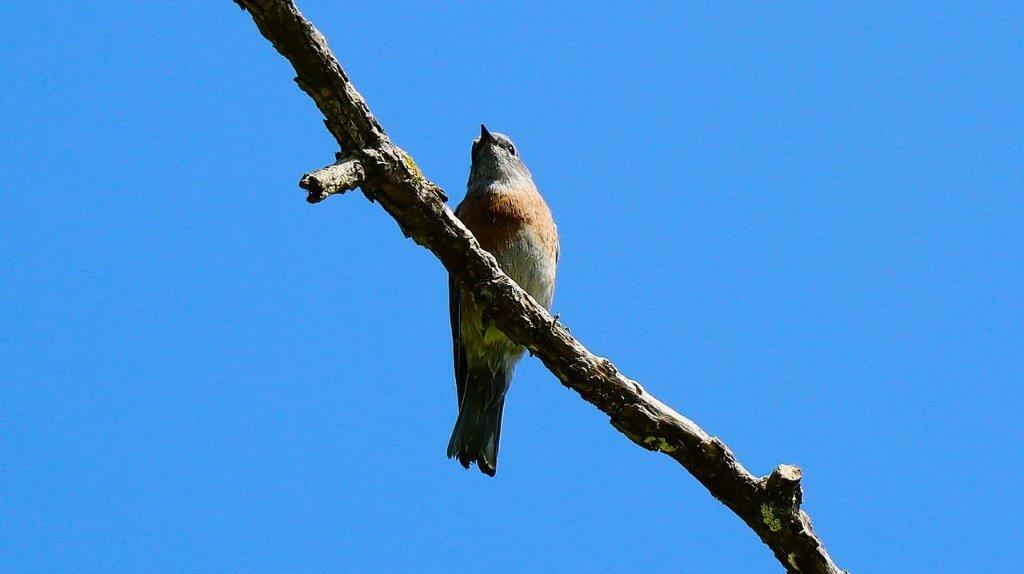 A bird perched on a branch

Description automatically generated