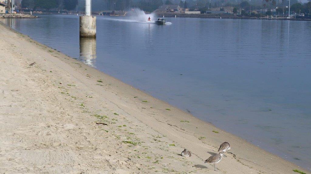 A beach with birds on the shore

Description automatically generated