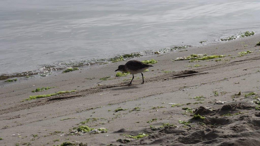 A bird walking on the beach

Description automatically generated