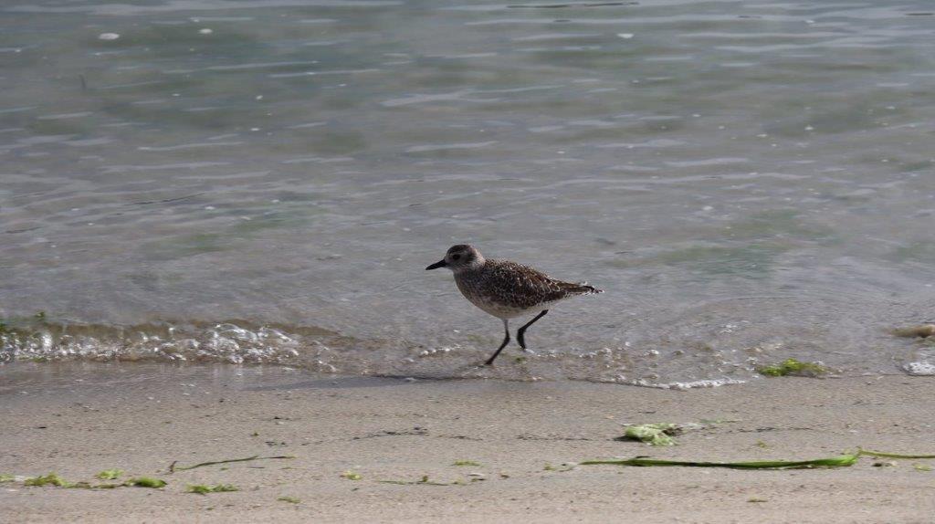 A bird walking on the beach

Description automatically generated