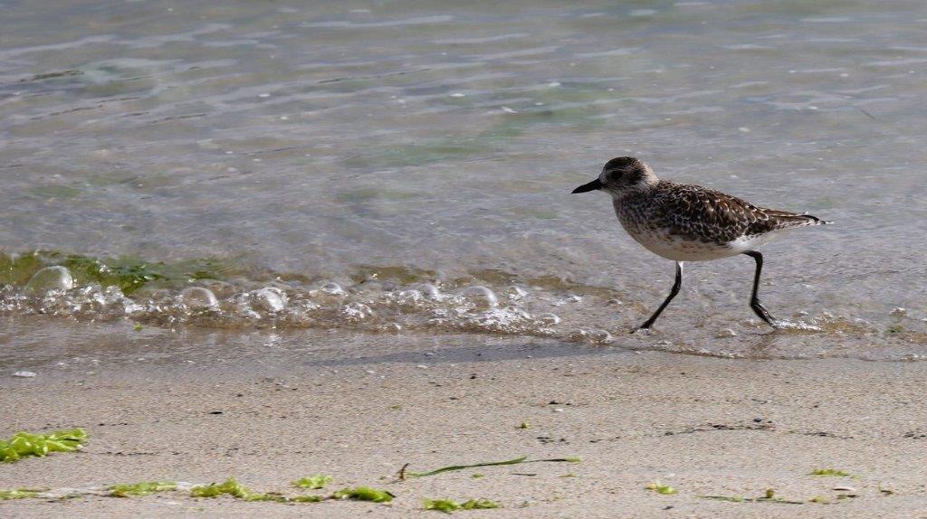 A bird walking on the beach

Description automatically generated