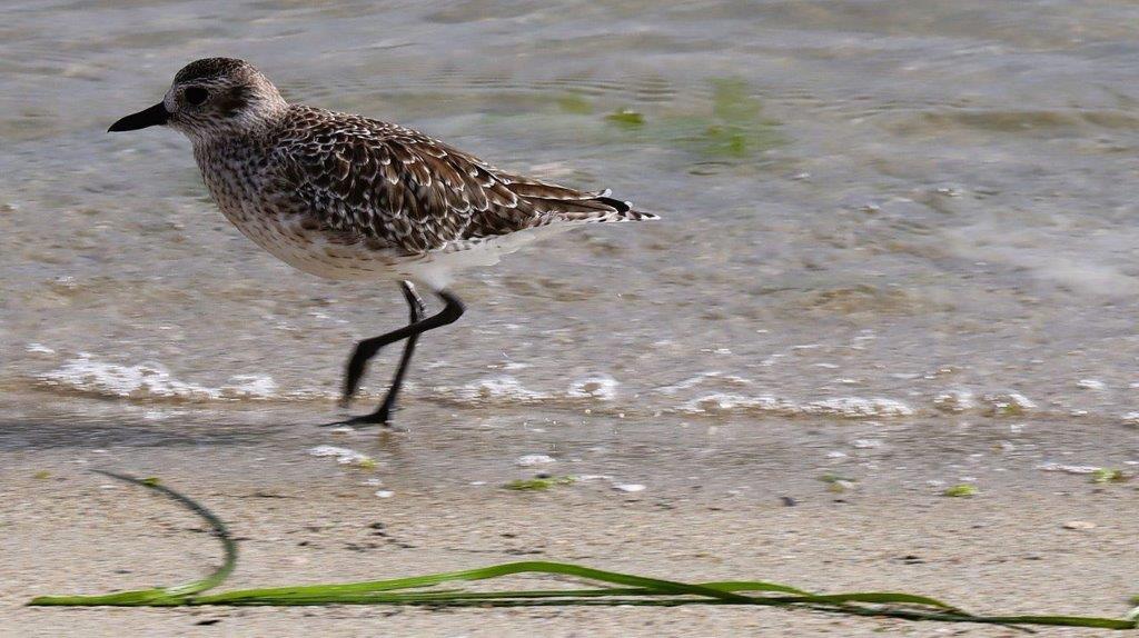 A bird walking on the beach

Description automatically generated