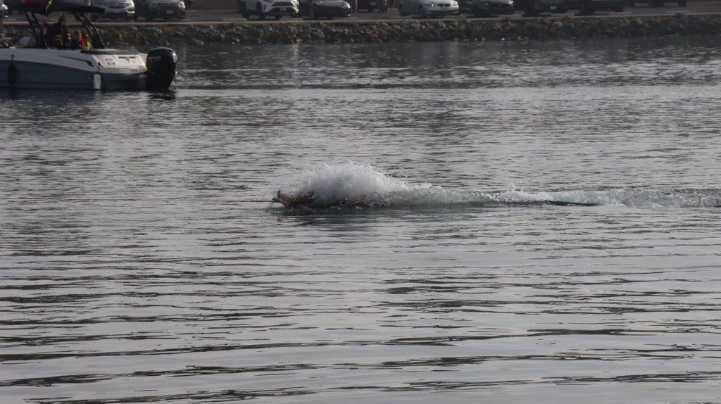 A person swimming in the water

Description automatically generated