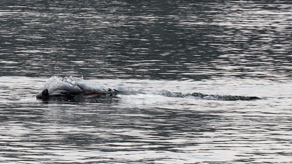 A dolphin swimming in the water

Description automatically generated