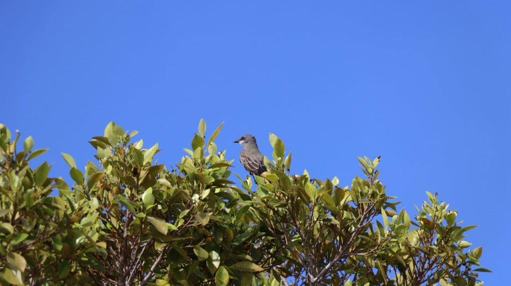 A bird sitting on a tree

Description automatically generated