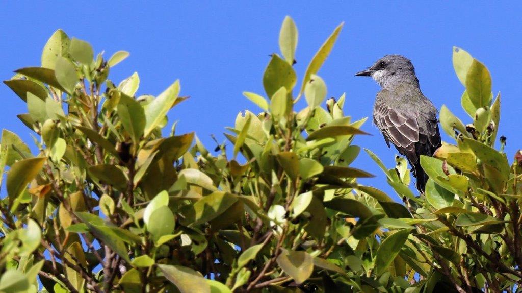 A bird perched on a tree branch

Description automatically generated