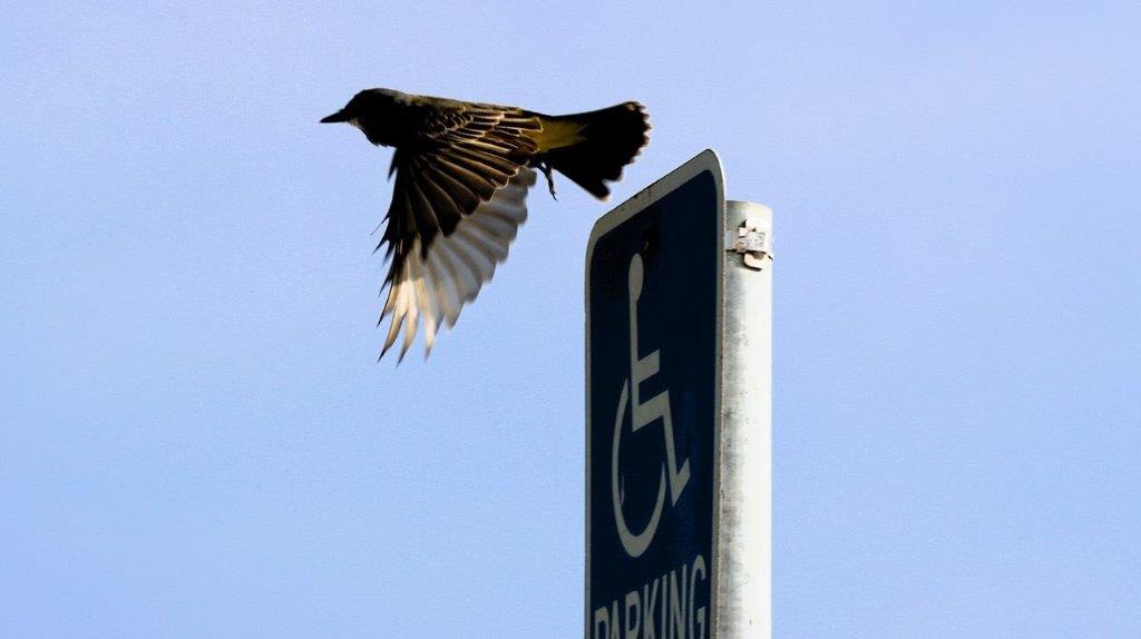 A bird flying over a parking sign

Description automatically generated