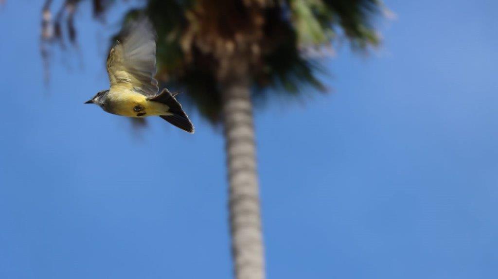 A bird flying in the air

Description automatically generated