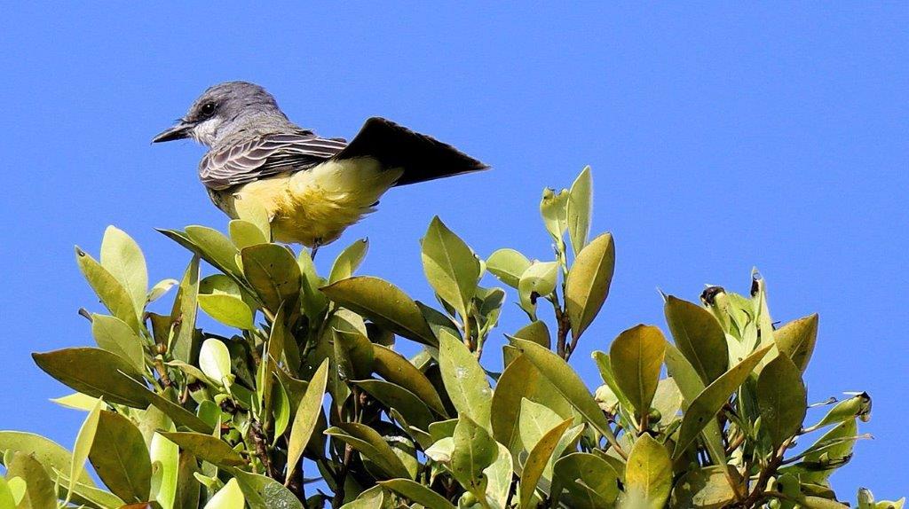 A bird perched on a tree

Description automatically generated