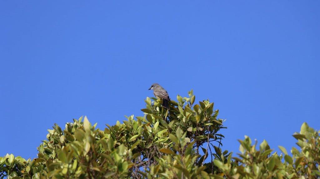 A bird perched on a tree

Description automatically generated