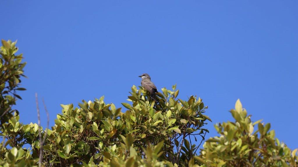 A bird sitting on a tree

Description automatically generated