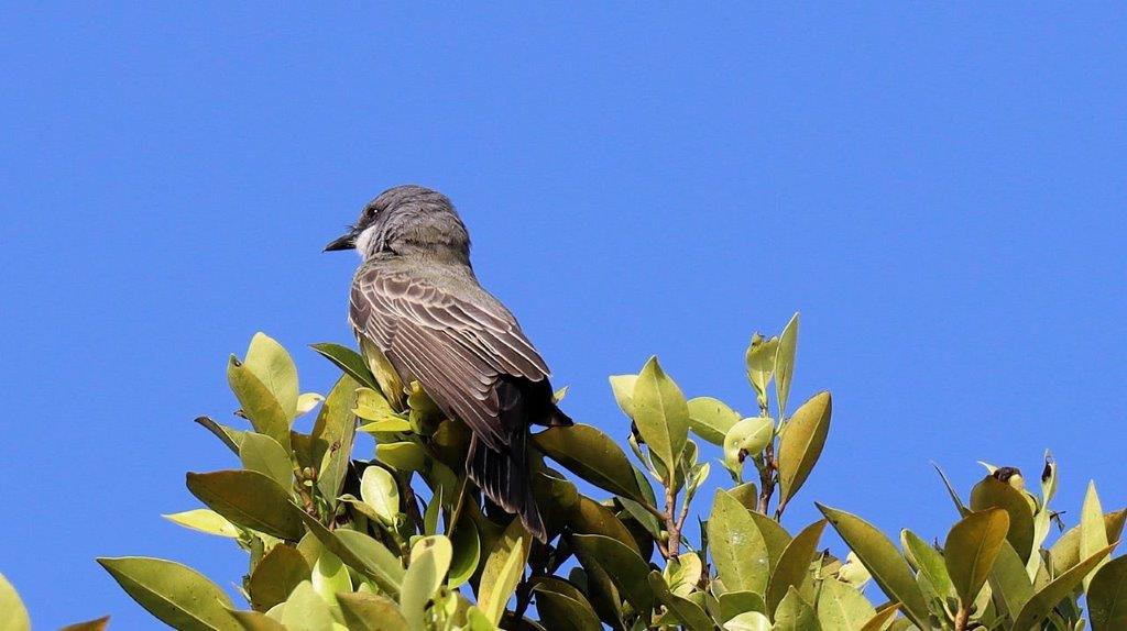 A bird perched on a tree

Description automatically generated