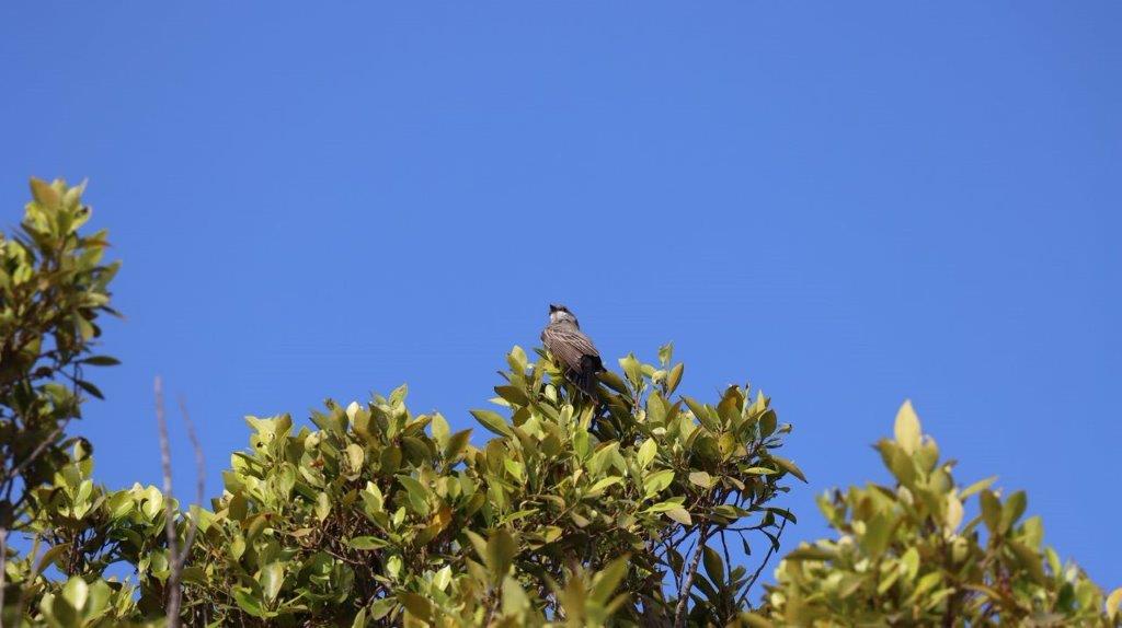 A bird perched on a tree

Description automatically generated