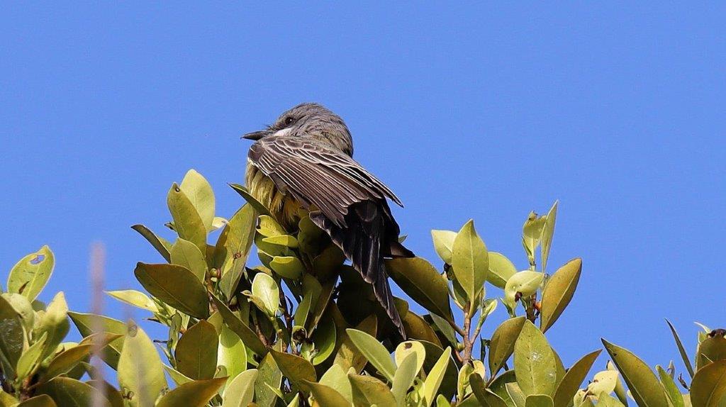 A bird perched on a tree

Description automatically generated