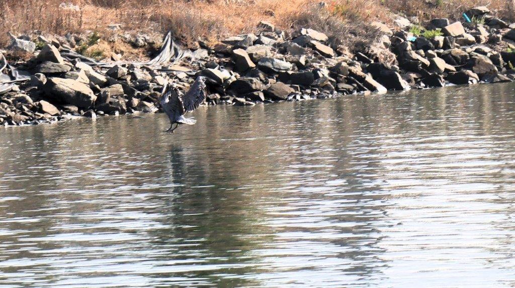 A bird flying over water

Description automatically generated