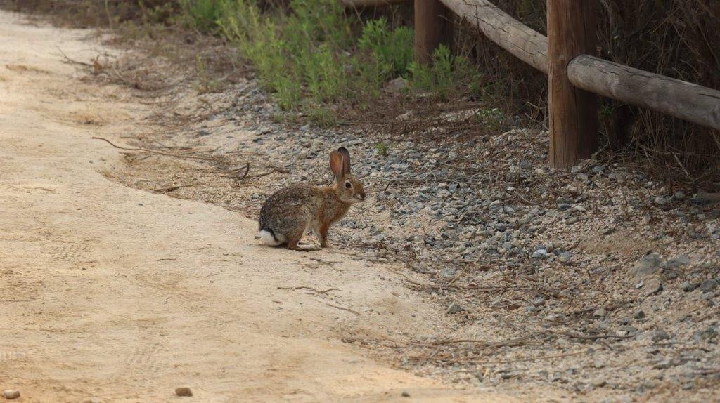 A rabbit on a dirt road

Description automatically generated