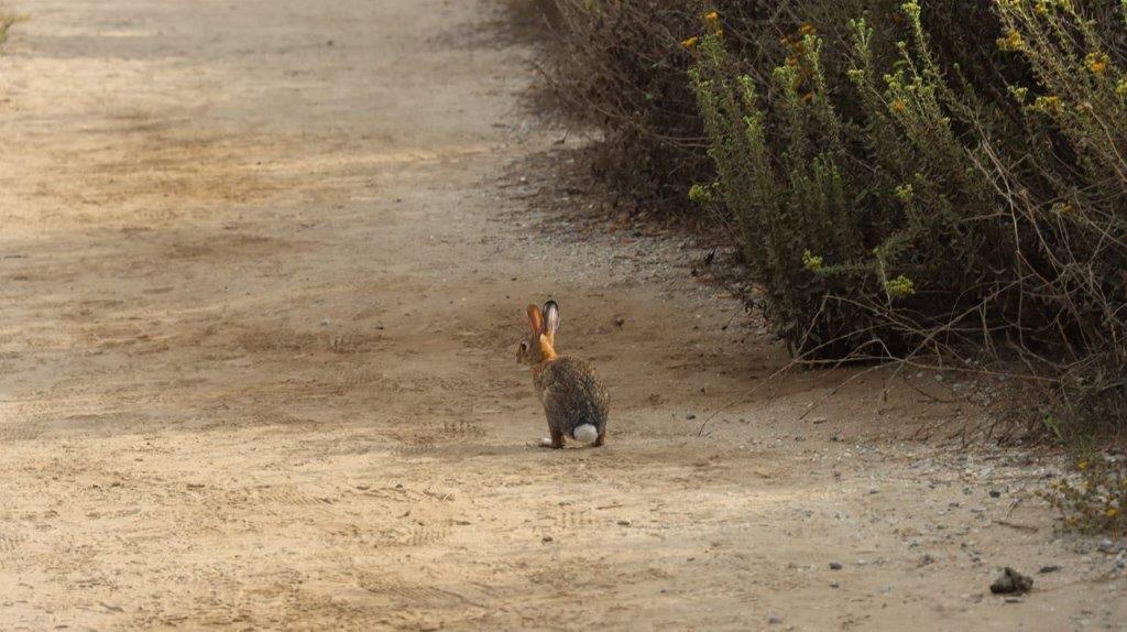 A rabbit on a dirt road

Description automatically generated