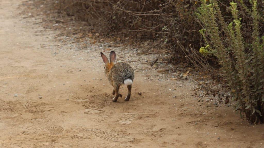 A rabbit walking on a dirt path

Description automatically generated