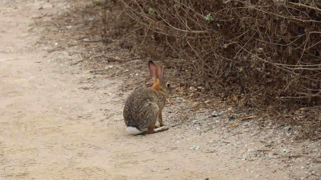 A rabbit sitting on a dirt path

Description automatically generated