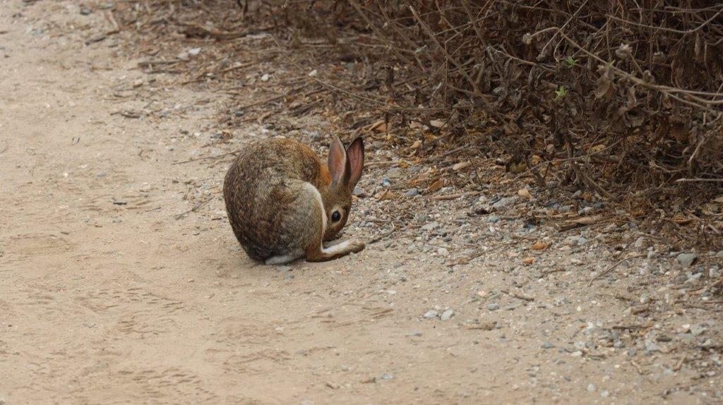 A rabbit on the ground

Description automatically generated