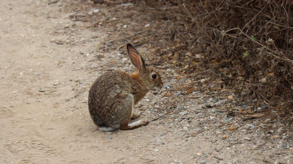 A rabbit sitting on a dirt path

Description automatically generated