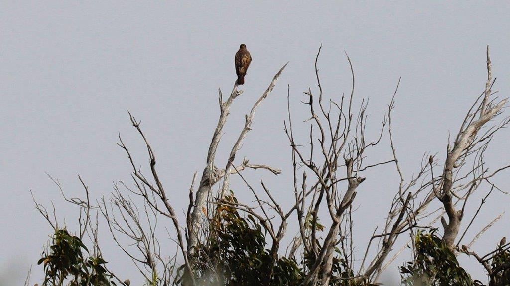 A bird perched on a tree branch

Description automatically generated