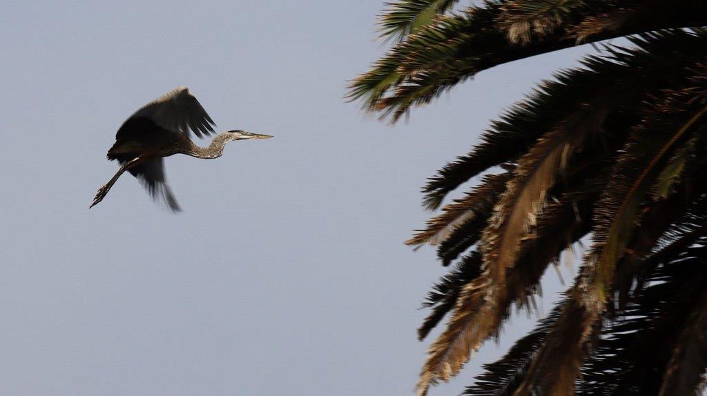 A bird flying in the air

Description automatically generated