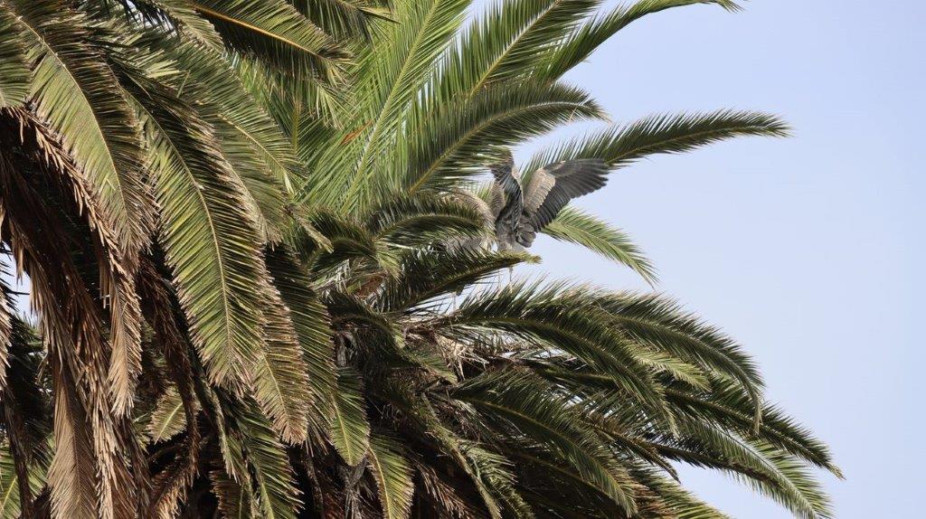 A bird on top of a palm tree

Description automatically generated