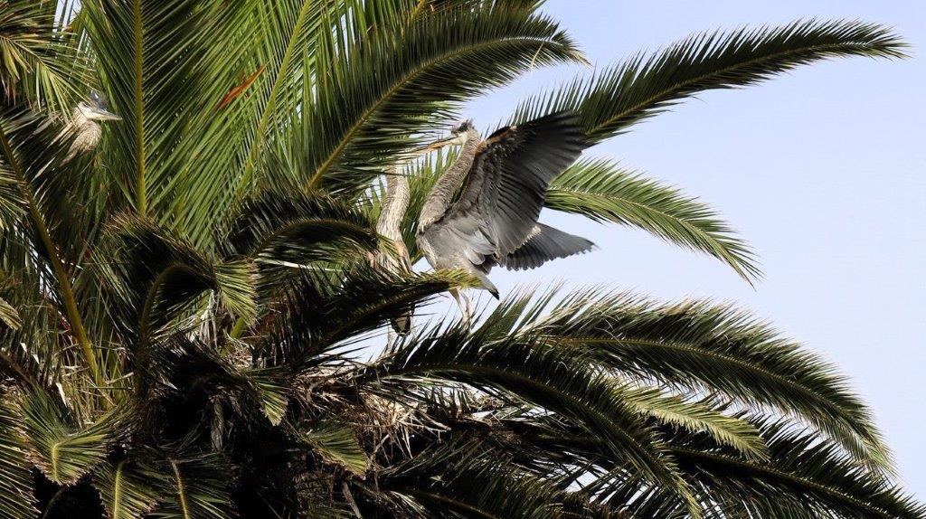 A bird flying in a palm tree

Description automatically generated