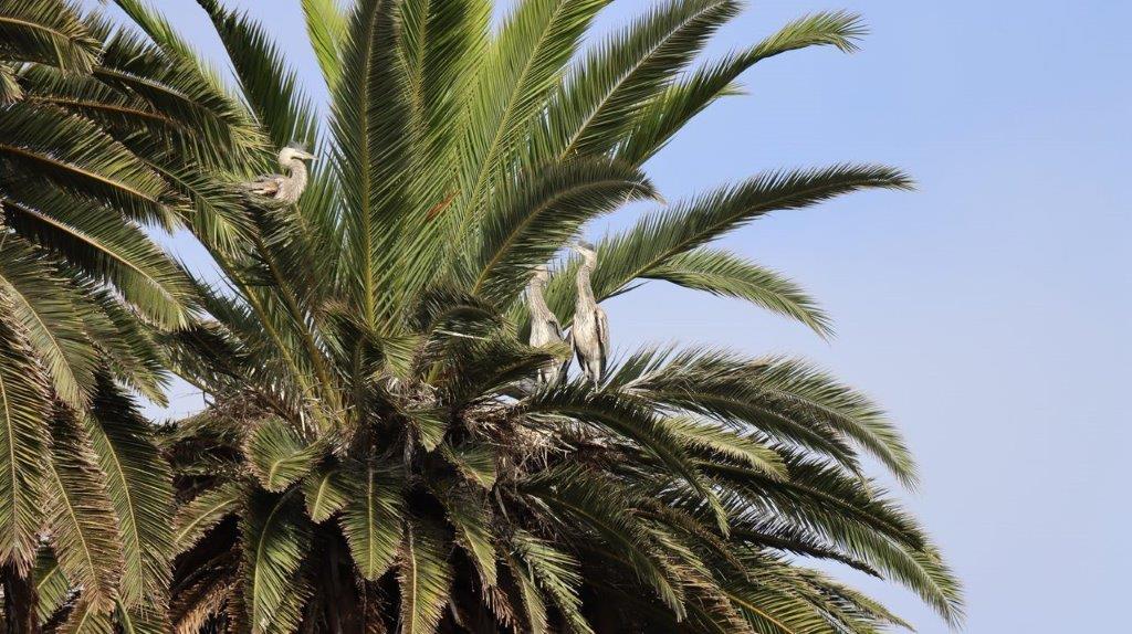 A group of birds on a palm tree

Description automatically generated