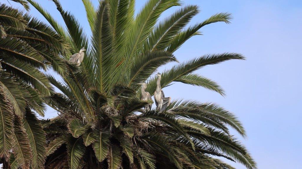 A palm tree with birds on top

Description automatically generated