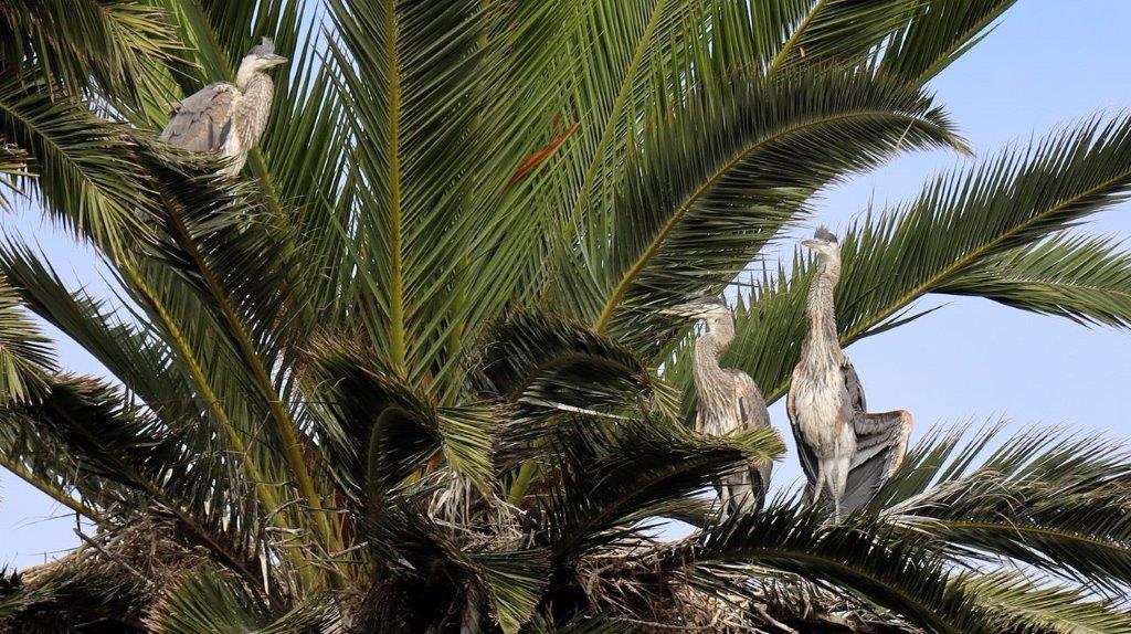 A group of birds on a palm tree

Description automatically generated