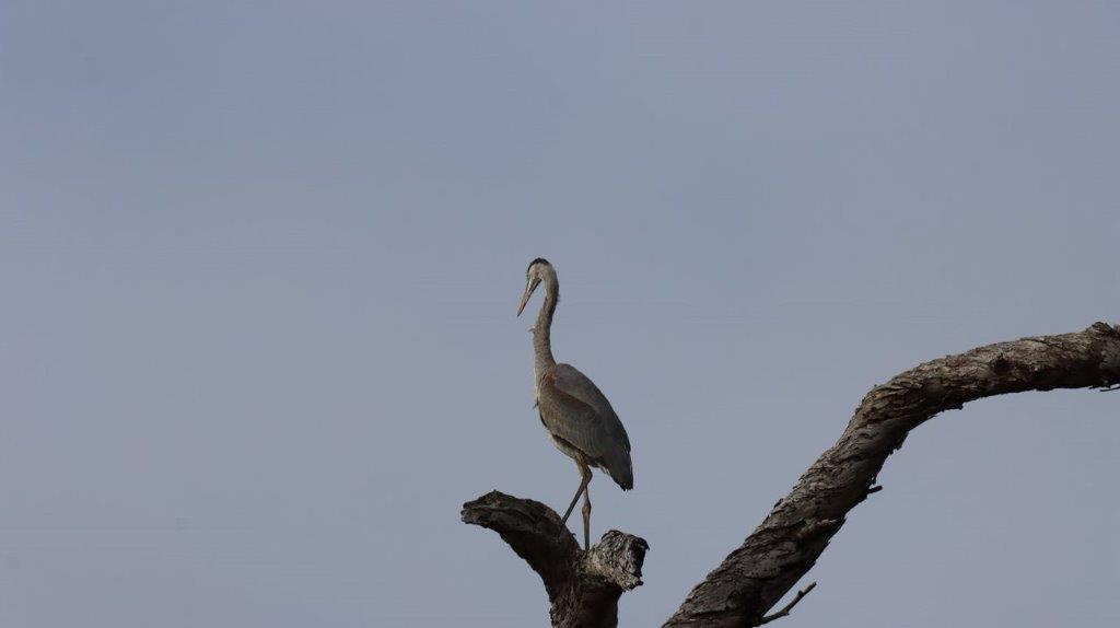 A bird standing on a tree branch

Description automatically generated