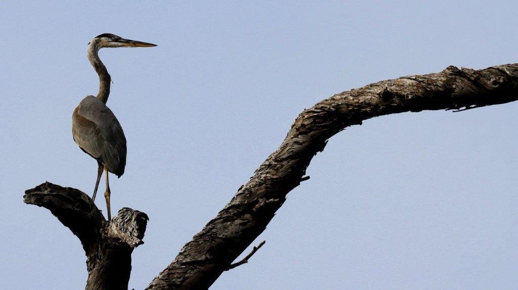 A bird perched on a tree branch

Description automatically generated