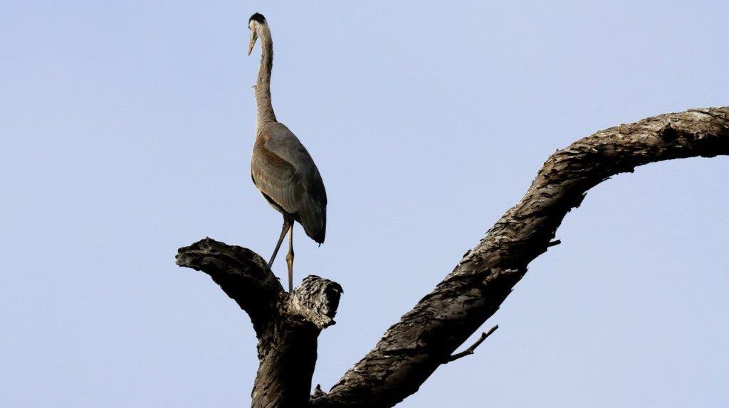 A bird standing on a tree branch

Description automatically generated