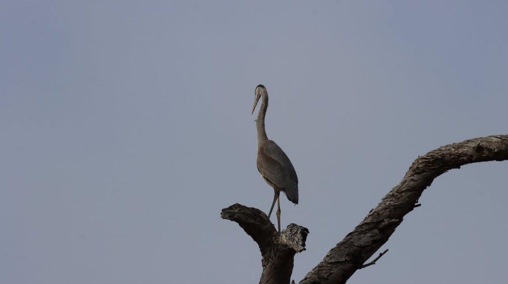 A bird standing on a tree branch

Description automatically generated